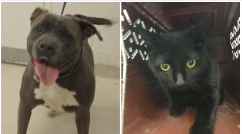 On the left is Ashley. On the right is BJ. You can adopt them both, if they're still around, on Saturday at FURever Fest in Marietta.