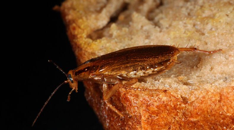 (Photo by Schellhorn/ullstein bild via Getty Images)