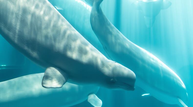 This photo provided by Shedd Aquarium shows a beluga whale named Osiris at Shedd Aquarium in Chicago, Aug. 20, 2026. (Rachel Mittelstaedt/Shedd Aquarium via AP)