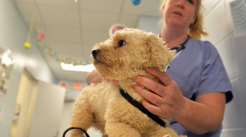 An law proposed in Sandy Springs would ban the sale of dogs and cats at pet shops. It is seen as an effort to discourage puppy mills and promote adoption.