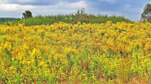 A field of goldenrods and other early fall wildflowers is shown in Pulaski County. Georgia is home to more than 30 goldenrod species. (Courtesy of Charles Seabrook)
