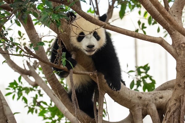 Giant panda cub De De climbs up to the tree at the enclosure in Ocean Park in Hong Kong, Tuesday, May 27, 2025. (AP Photo/Chan Long Hei)