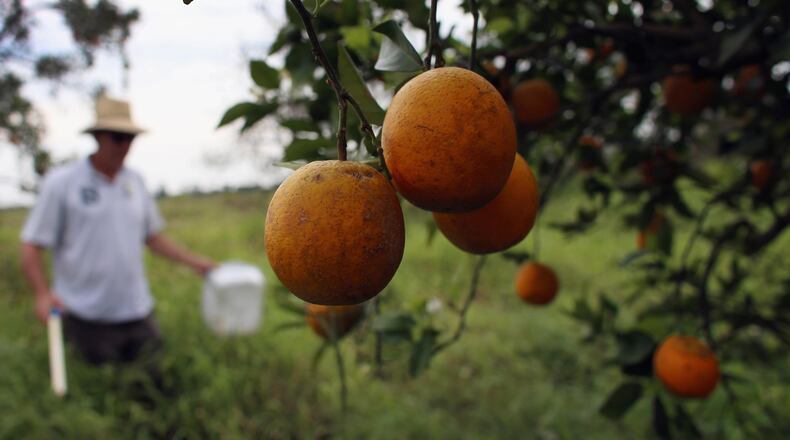 Citrus canker  reappeared in Florida in 1986.