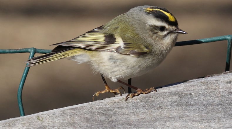The golden-crowned kinglet (female shown here) spends the winter in Georgia. It is only a bit larger than the ruby-throated hummingbird, which is absent in Georgia during winter, making the kinglet the smallest bird at this time of year. (Courtesy of Dick Daniels, Creative Commons)