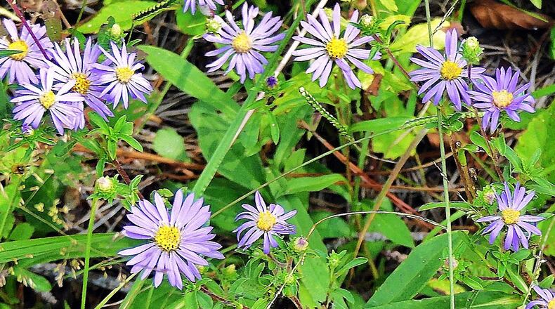 Blooming asters, like these clasping asters in a Floyd County meadow, are some of the sure signs of autumn. The season starts at 9:24 p.m. on Saturday — the autumnal equinox. PHOTO CREDIT: Charles Seabrook