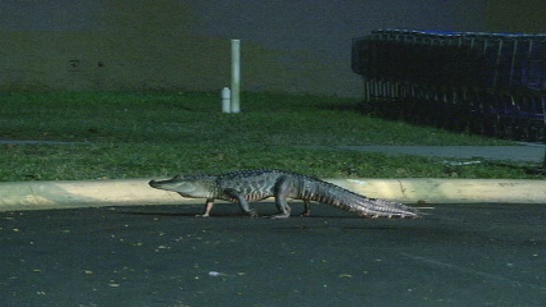 Gator at Apopka Walmart