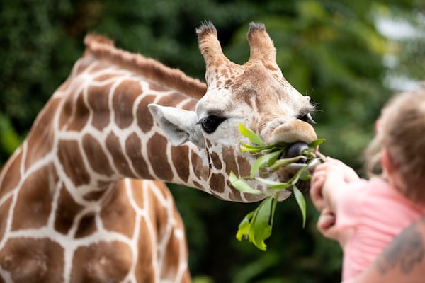 Law abiding citizens in Georgia do not tie giraffes to light poles.