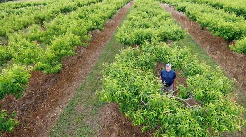 In Rutledge, Ga., Jim Markley, the proprietor of CJ Orchards Farm, stands inside a peach tree with abundant leaves but devoid of fruit. The loss of approximately 90% of Georgia's peach crops is attributed to adverse weather conditions and the changing climate.
(Miguel Martinez /miguel.martinezjimenez@ajc.com)