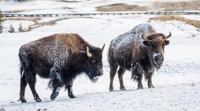 "I took this photo in Yellowstone National Park when we were there at the end of January last year," wrote Tom Reese of Sandy Springs. "It is in the Upper Geyser Basin, near Old Faithful. We had a dusting of snow overnight, which was still showing on these bison the next morning."