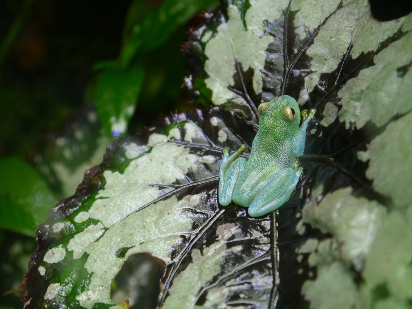The frogs at Atlanta Botanical Garden