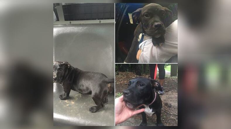 Three puppies were thrown from a truck Saturday, according to police. (Credit: Sandy Springs police)