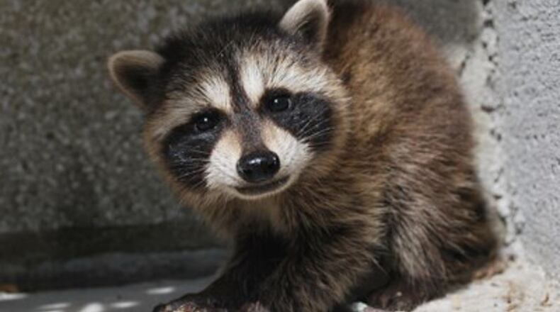 A raccoon killed in McDonough has tested positive for rabies.