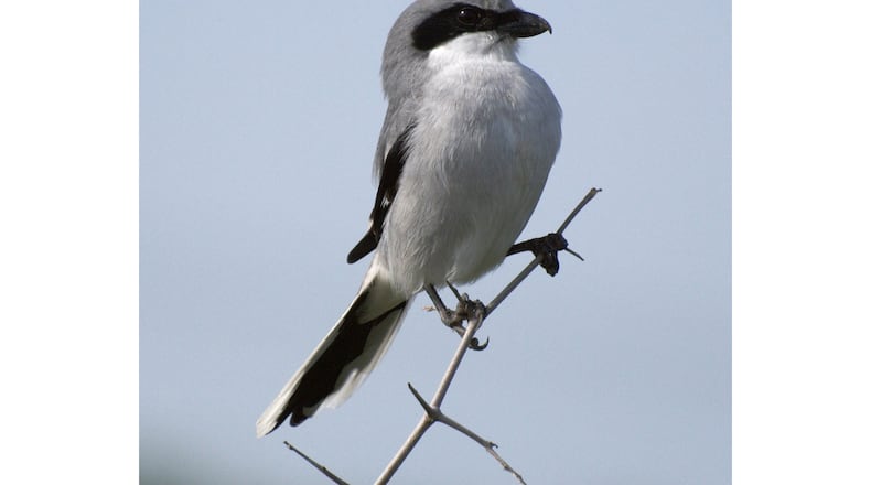 Seeing a loggerhead shrike (shown here) was one of the highlights of the recent Thomaston area Christmas Bird Count. (Courtesy of Terry Ross/Creative Commons)