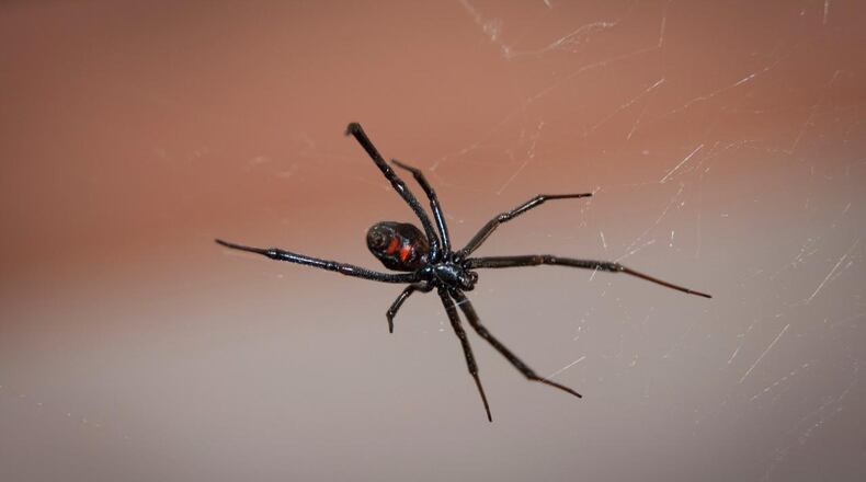 A Connecticut woman and her son had a close encounter with a black widow spider found crawling  through a bunch of grapes.