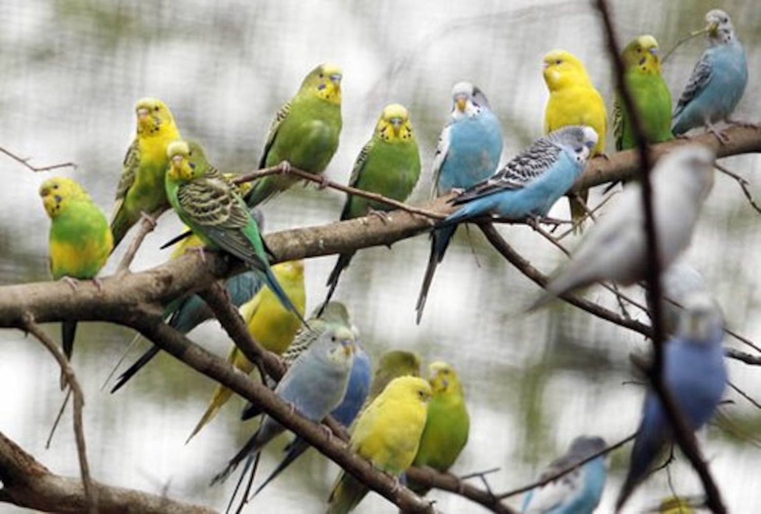 New aviary open at Zoo Atlanta