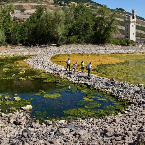 People walk over a stone dam, that is normally covered by water, towards the "Maeuseturm" (mice tower) in the middle of the river Rhine in Bingen, Germany Monday, Aug. 10, 2026. (AP Photo/Michael Probst)