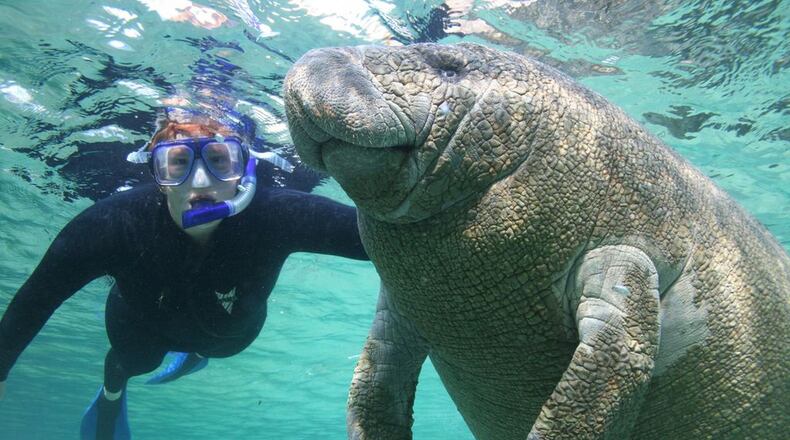Plantation on Crystal River, a golf resort on Florida’s west coast, offers snorkeling tours that allow guests to interact with the endangered West Indian manatee. (Plantation on Crystal River)