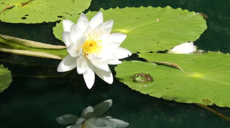 "I love Gibbs Gardens and the water lilies are among my favorite flowers to see," wrote Paulette Sams of Canton. "I was trying to get a good picture of the reflections on the water when I also captured this little guy enjoying a water puddle on a leaf of one of the lilies."