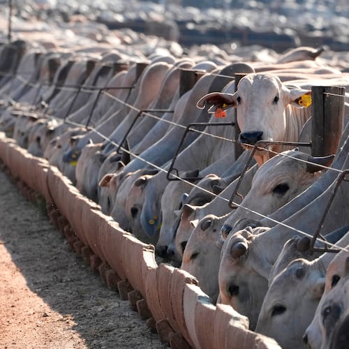 FILE - Cattle eat at a feedlot operated by the Otavio Lage group in Goianesia, Goias state, Brazil, June 13, 2025. (AP Photo/Eraldo Peres, File)