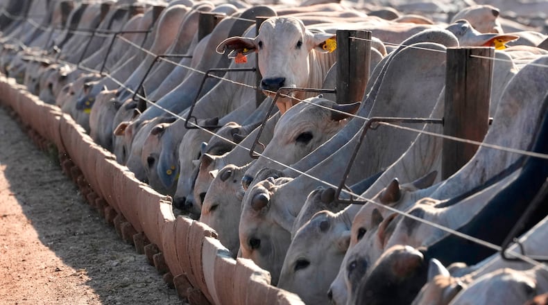 FILE - Cattle eat at a feedlot operated by the Otavio Lage group in Goianesia, Goias state, Brazil, June 13, 2025. (AP Photo/Eraldo Peres, File)