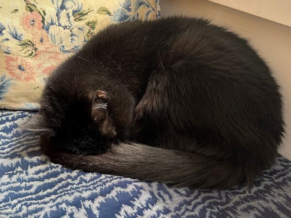 Sammy Murphy, grabbing a cat nap, as many post-Sine Die Georgia politicos will do today.