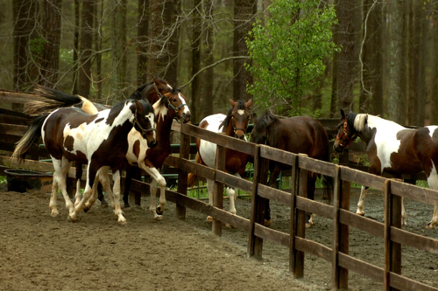 Life goes on at Westbrook Farm