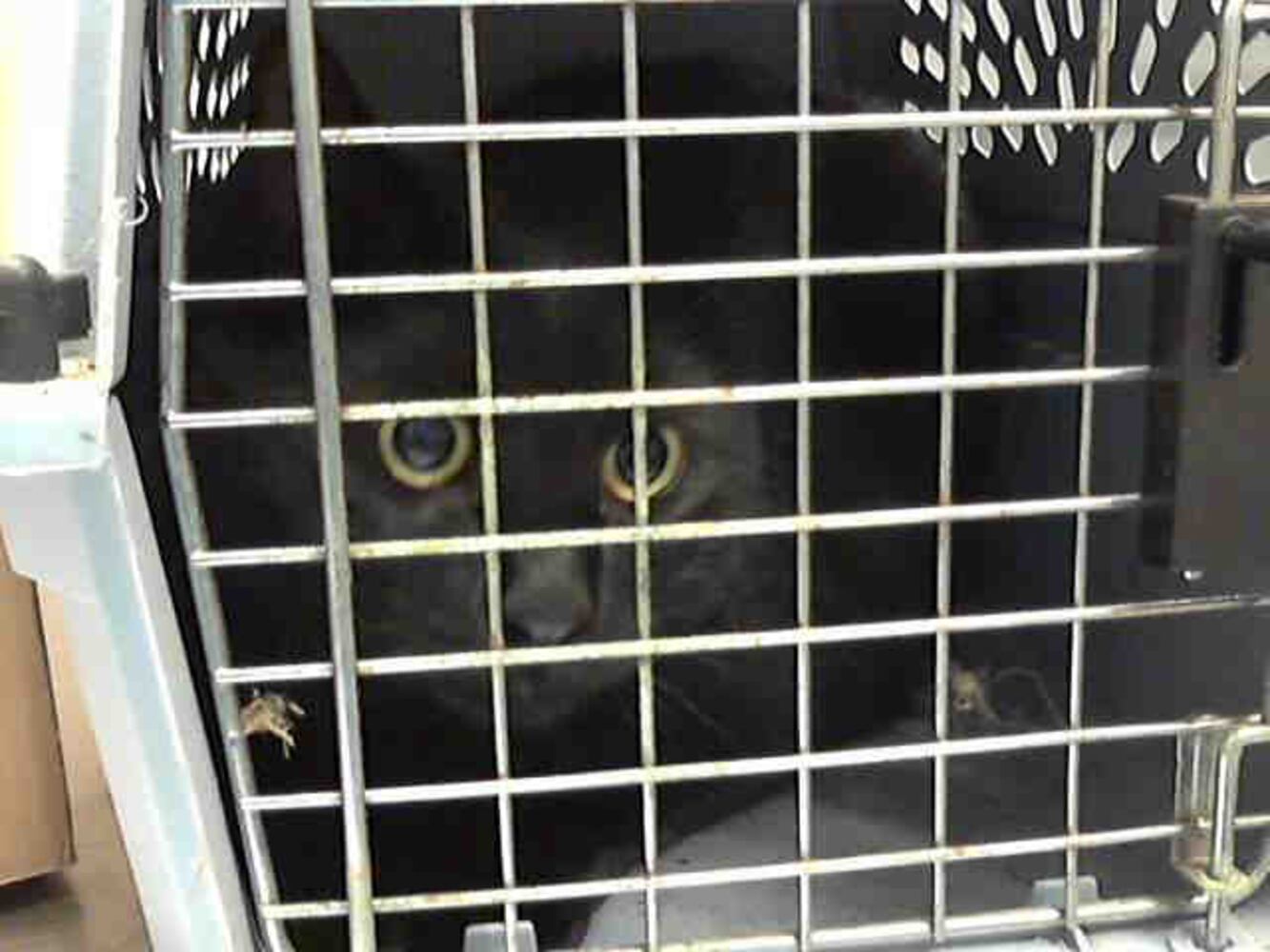 Black cats you can save on Friday the 13th