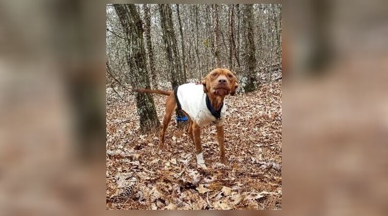 This dog was found emaciated in the woods earlier this month.
