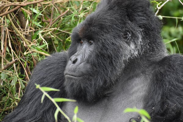 Mark is the dominant silverback in his group of 11 gorillas, which includes two other silverbacks, in a Nyakagezi gorilla group encountered in Uganda’s Mgahingacq Gorilla National Park. (Courtesy of Nick Dauk)