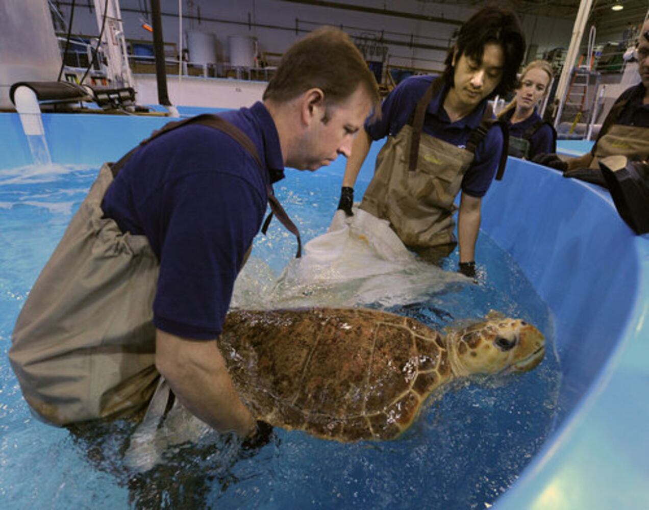 Sea turtles rehab at Georgia Aquarium