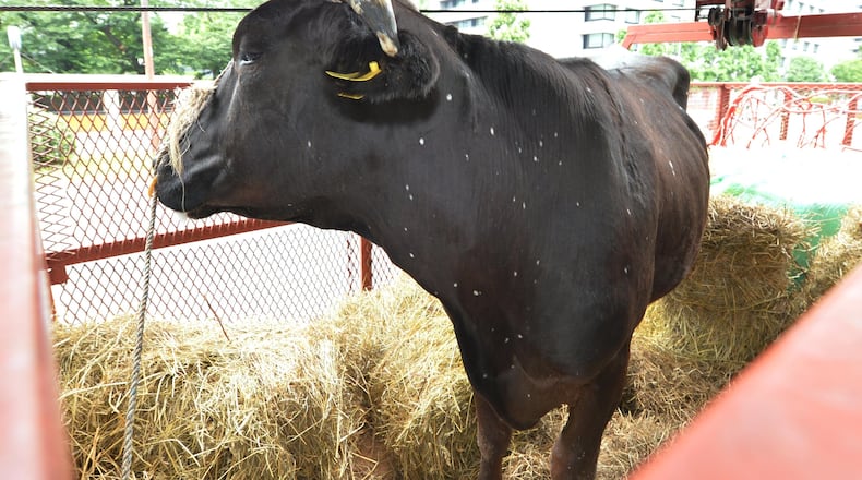 A black cow had to be subdued after the animal attacked a woman and sheriff's deputy in Arizona.