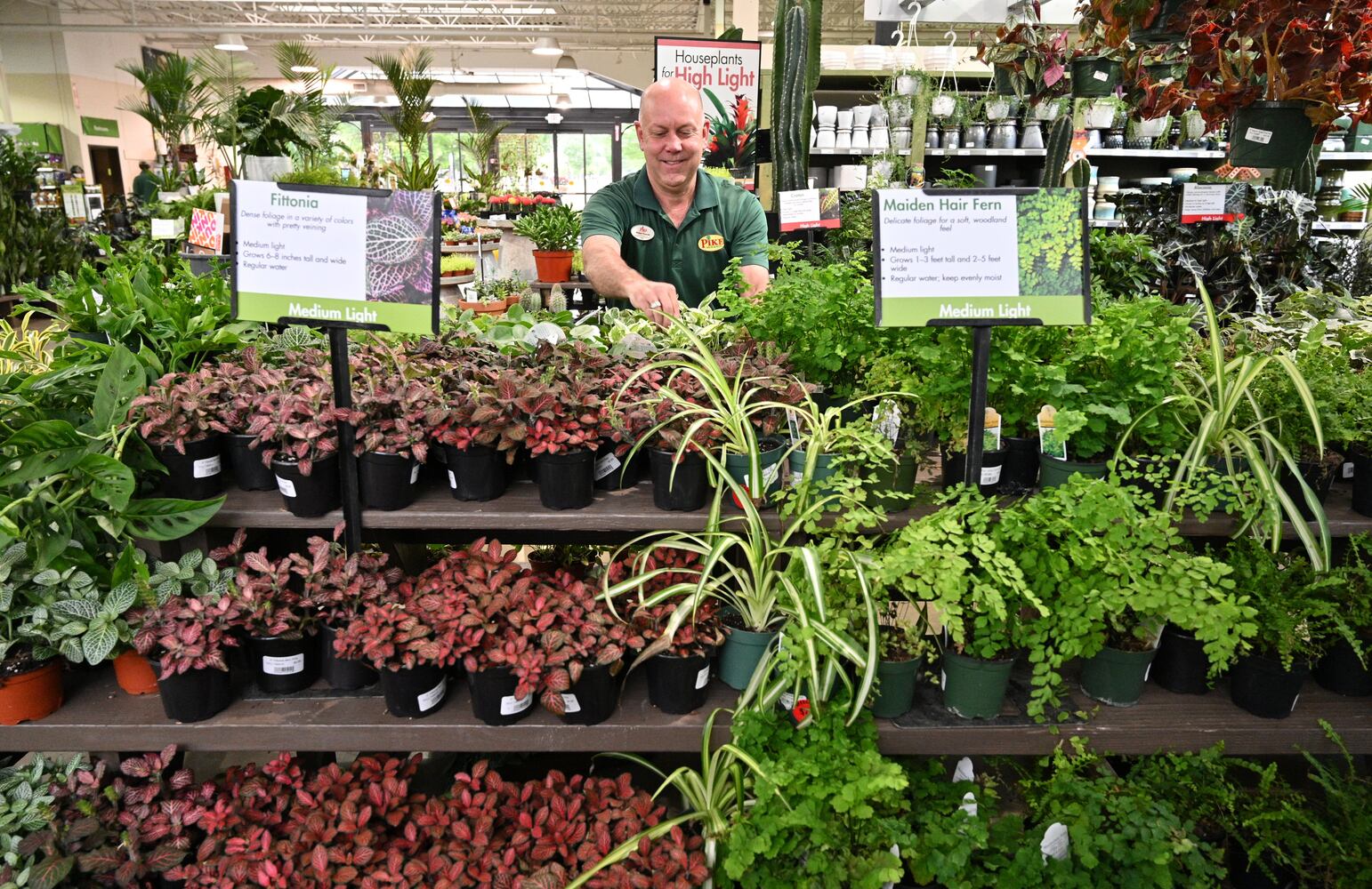 21 indoor, easy-to-care-for plants