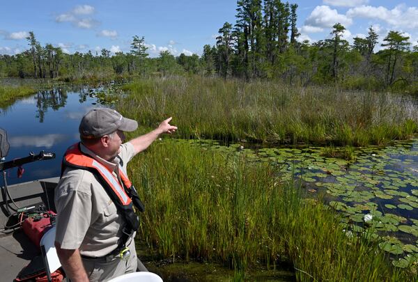 Larry Woodward, deputy refuge manager of the Okefenokee National Wildlife Refuge, points across a flooded prairie in the Okefenokee Swamp on Tuesday, Aug. 12, 2025. (Hyosub Shin/AJC)
