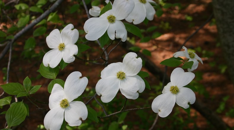 Unless they are very well cared for, flowering dogwood trees rarely last more than a few decades. WALTER REEVES