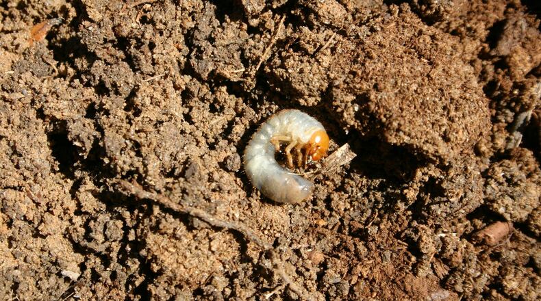 There is no need to treat for a small number of grubs. PHOTO CREDIT: Walter Reeves