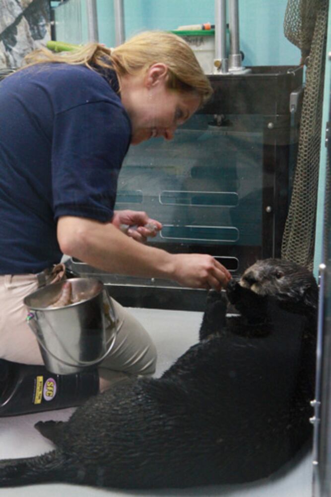 Sea Otter Encounter at Georgia Aquarium