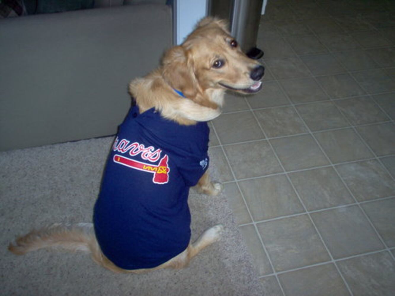 Atlanta's Top Dogs: Labrador Retrievers (IV)