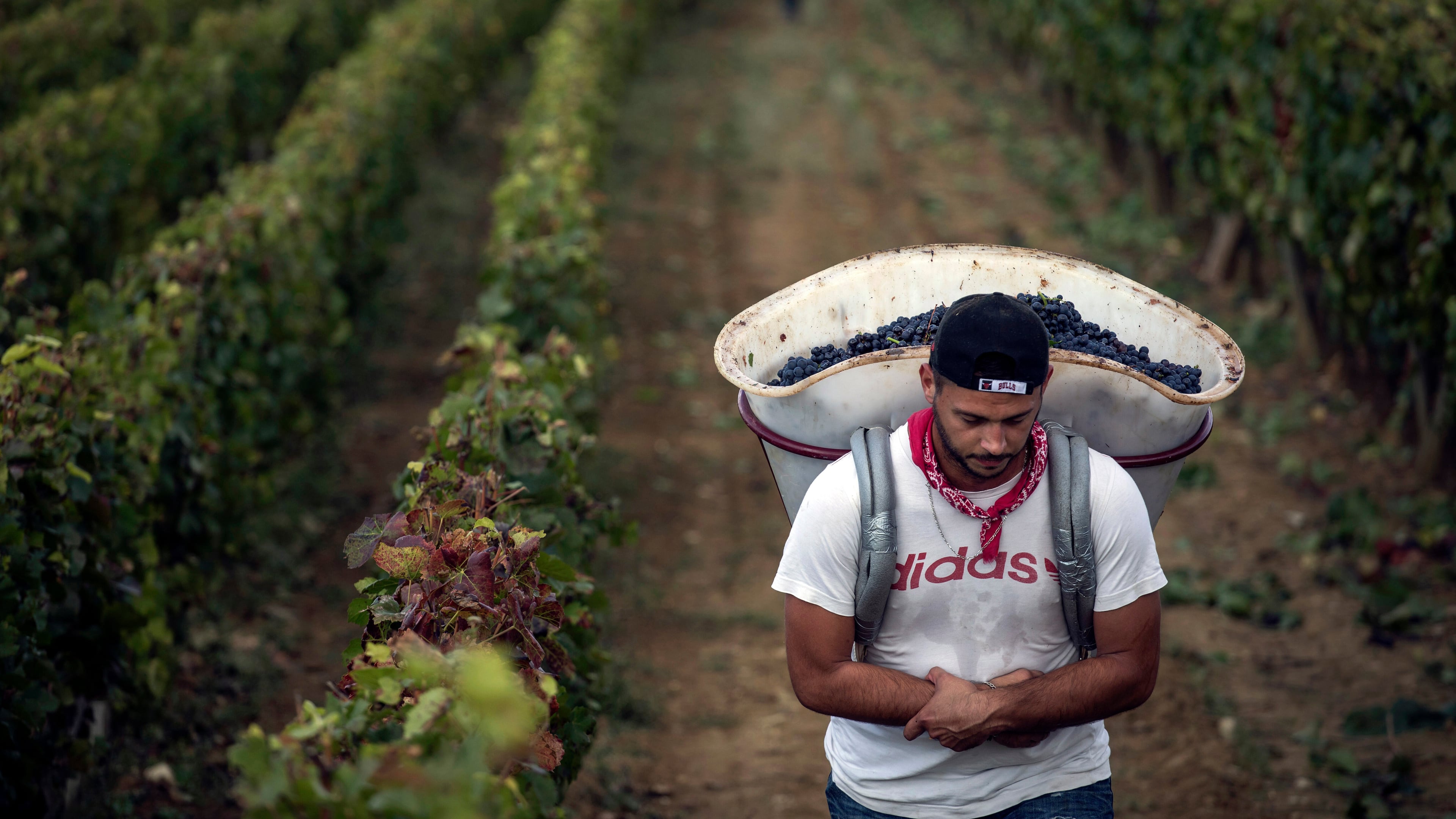 FILE - In this Sept. 12, 2017 file photo, a worker carries red grapes in a burgundy vineyard during the grape harvest season, in Volnay, central France. (AP Photo/Laurent Cipriani, File)