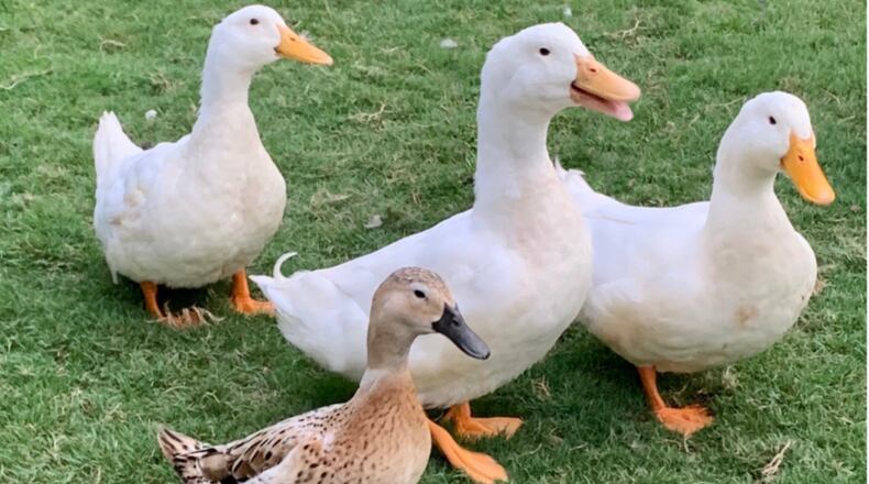 Sugar Hill's downtown ducks have been named: Sugar, Shine and Walter are White Pekin ducks. Gracie is a Welsh Harlequin and is darker in color with a black beak.