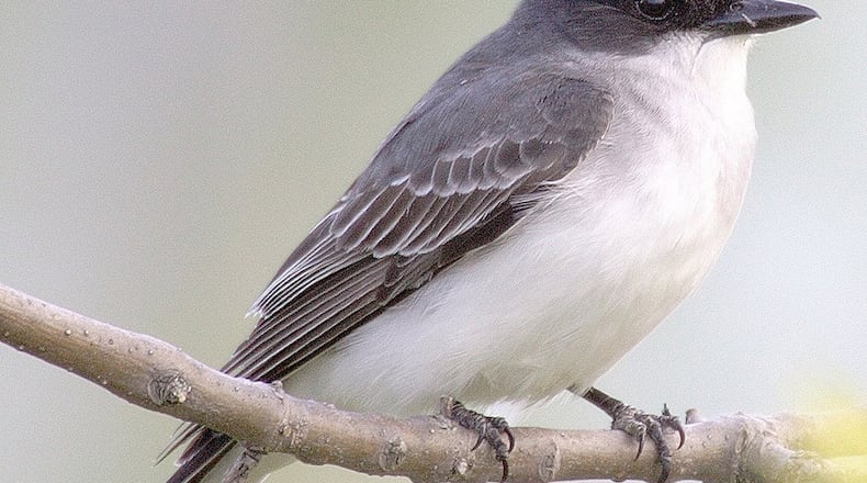 Of all of Georgia’s songbird species, the Eastern kingbird (shown here) is said to be the most aggressive in defending its nest against potential threats, such as hawks and crows. CONTRIBUTED BY CREATIVE COMMONS / WIKIPEDIA