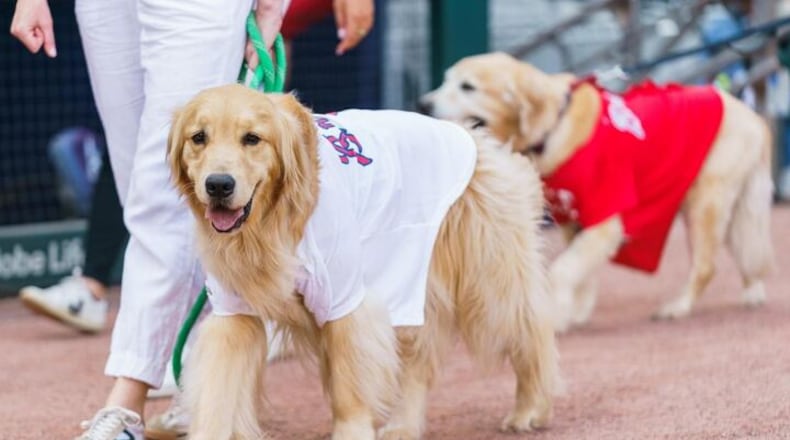 As part of the hospital’s Canines for Kids program, Reggie is a beloved, furry friend who gives support and comfort to patients when they need it the most. (Courtesy of Children's Healthcare of Atlanta/Instagram)