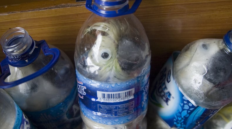 In this photograph taken on May 4, 2015 shows rare Indonesian yellow-crested cockatoos placed inside water bottles confiscated from alleged wildlife smuggler. A 37 year old man was arrested after he alighted a passenger ship in Tanjung Perak port in Surabaya, in eastern Java island. Police found 21 yellow-crested cockatoos and one green parrot. AFP PHOTO (Photo credit should read STR/AFP/Getty Images)