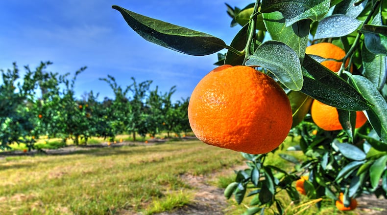 Corbett Brothers Farms, one of the largest vegetable-growing and packing operations on the East Coast, is a leader in Georgia's emerging citrus industry. Contributed by Chris Hunt