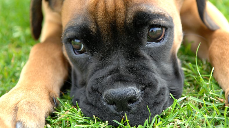 Gwinnett Animal Welfare will host IndePETdence Week July 1 through July 6 with $4 adoption fees. (Wikimedia)