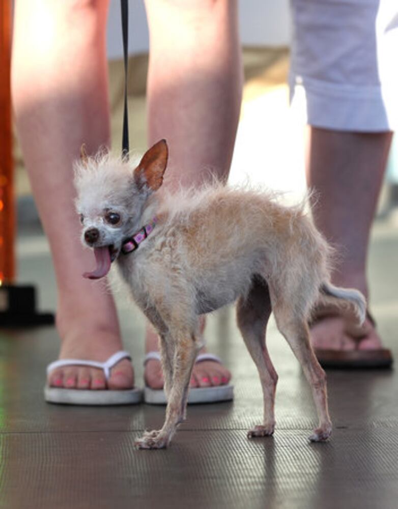 The 2012 ugliest dog contest