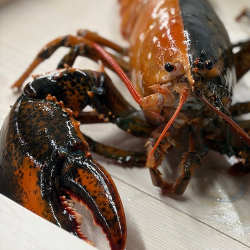 A rare split-color lobster is seen at the Wellfleet Shellfish Company, in Eastham, Mass., April 17, 2026. (Shannon Keresey/Wellfleet Shellfish Company via AP)