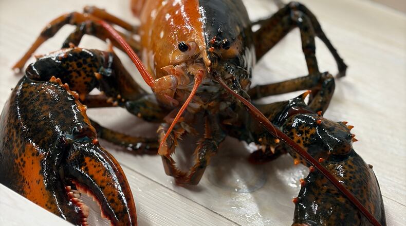 A rare split-color lobster is seen at the Wellfleet Shellfish Company, in Eastham, Mass., April 17, 2026. (Shannon Keresey/Wellfleet Shellfish Company via AP)