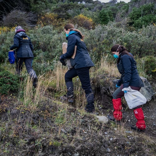 Argentine scientists collect traps placed at different points across Ushuaia, Argentina, Tuesday, May 19, 2026, as part of an investigation for the source of the hantavirus outbreak on the MV Hondius cruise ship. (AP Photo/Lujan Agusti)