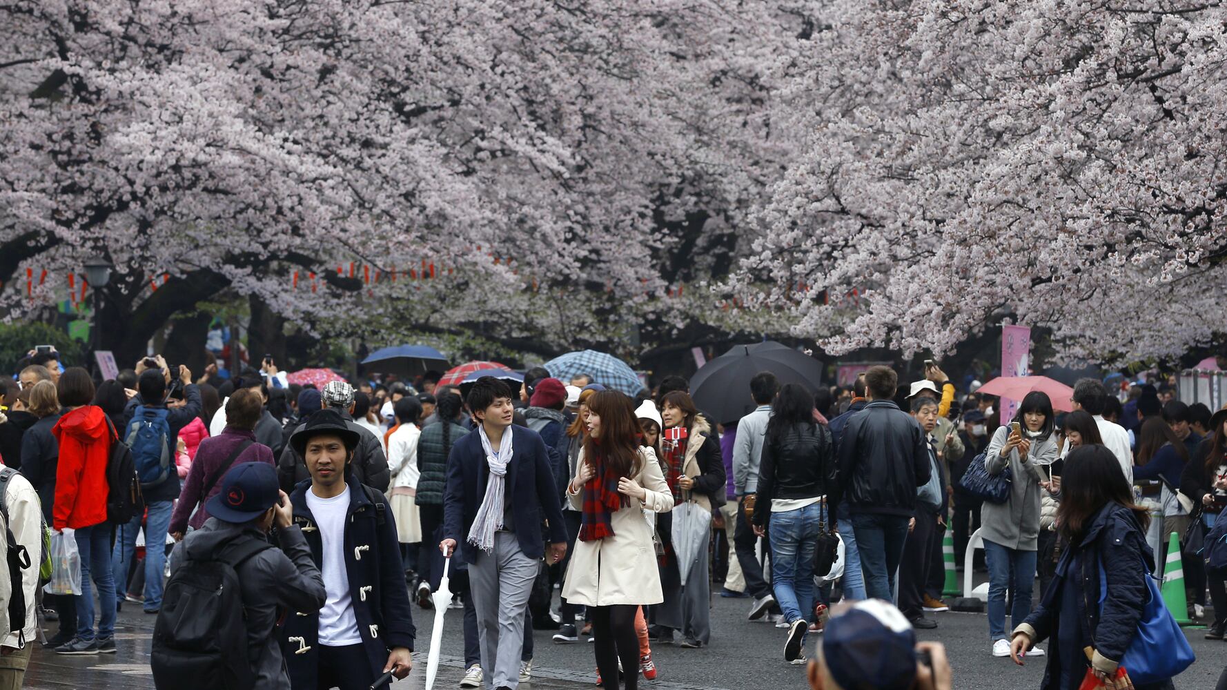 The ephemeral beauty of Japan’s cherry blossoms