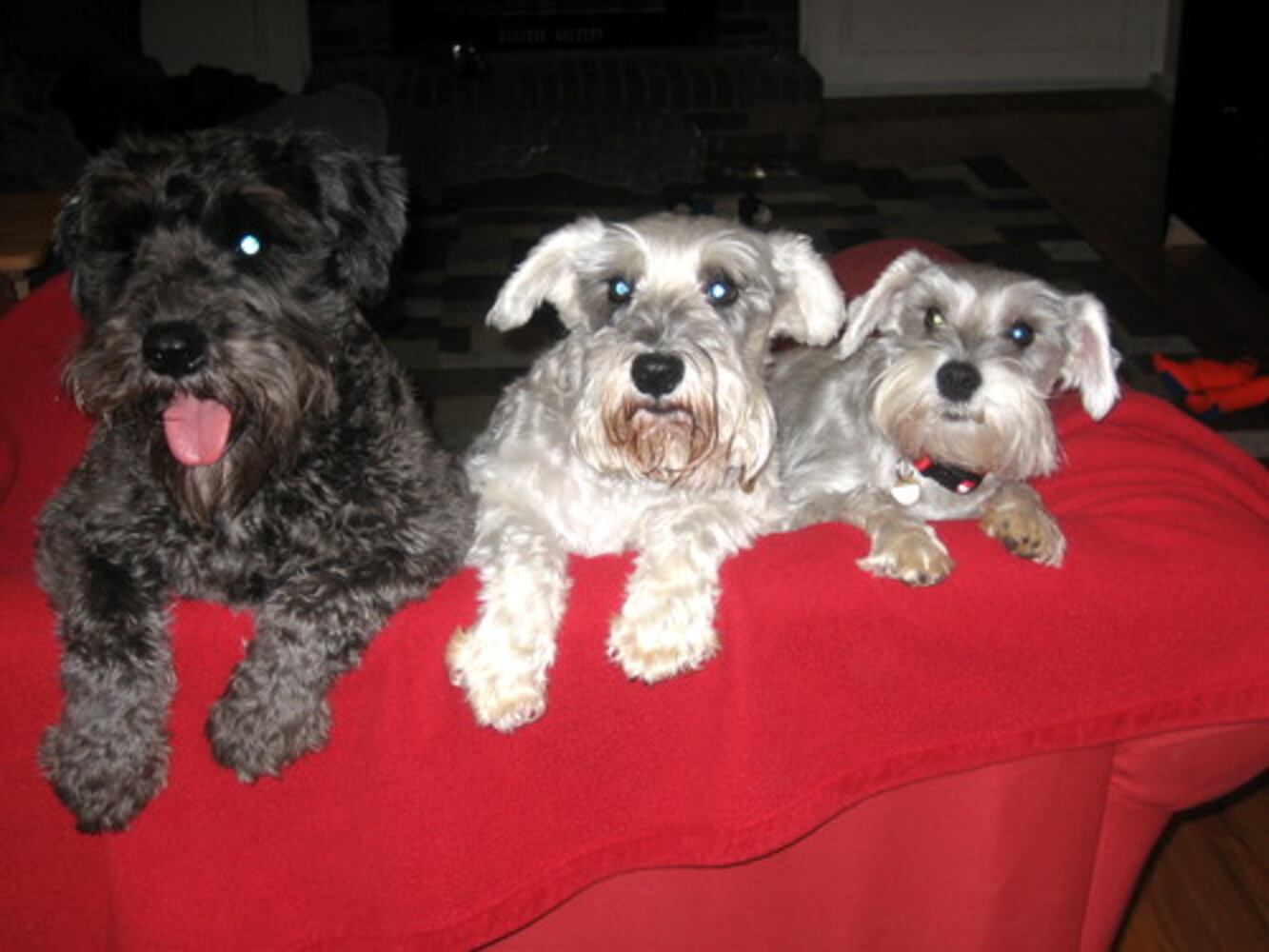 Atlanta's Top Dogs: 8. Schnauzers